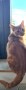Findus (2)